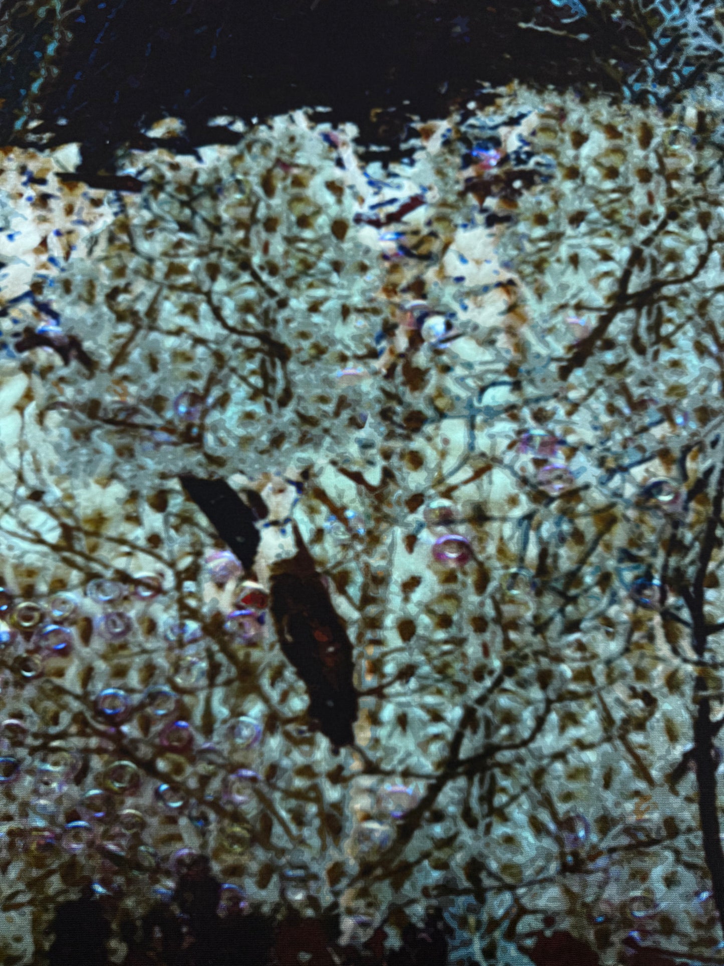 Exclusief dessin punta Forrest