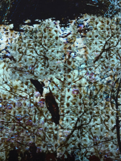 Exclusief dessin punta Forrest